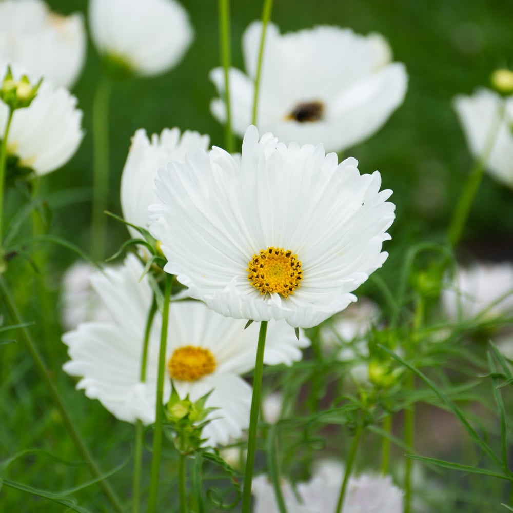 Cosmos Seeds - Cupcake Blush