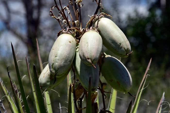 Banana Yucca Yucca baccata seeds for planting in home garden