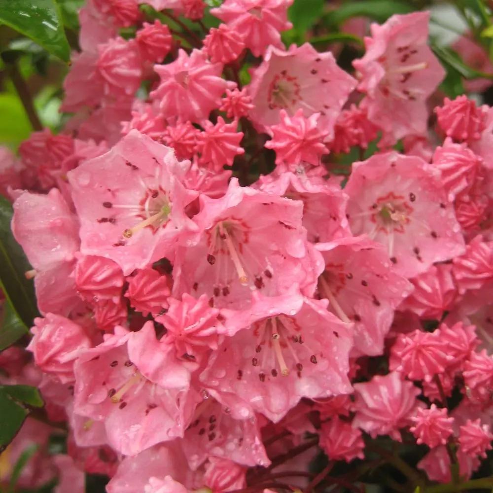 Pink Kalmia Flower Seeds for Planting - NON GMO Seeds Dhara Seeds