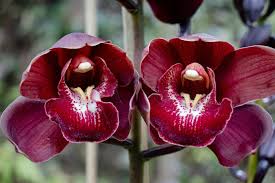 Orchid Cymbidium Flower Seeds - Heirloom Non-GMO Planting Seeds