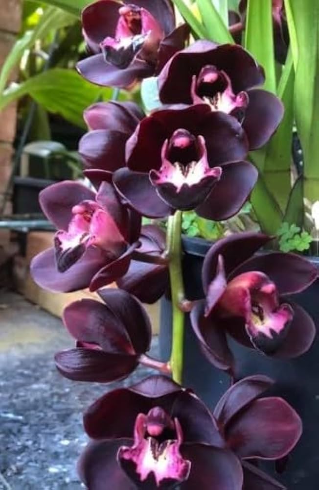 Orchid Cymbidium Flower Seeds - Heirloom Non-GMO Planting Seeds