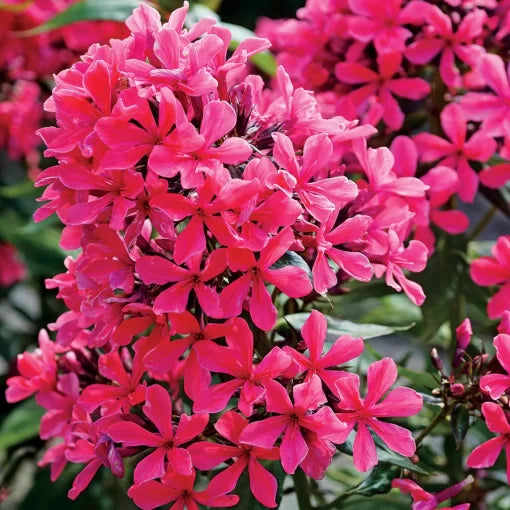 Cleopatra Phlox Seeds Deep Purple-Pink Garden Phlox High Germination Garden Seeds Phlox sp. heirloom non-gmo seeds