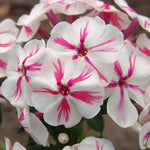 Twister Garden Phlox Seeds White and Pink Swirl Tall Phlox High Germination Garden Seeds Phlox sp. heirloom non-gmo seeds