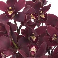 Orchid Cymbidium Flower Seeds - Heirloom Non-GMO Planting Seeds