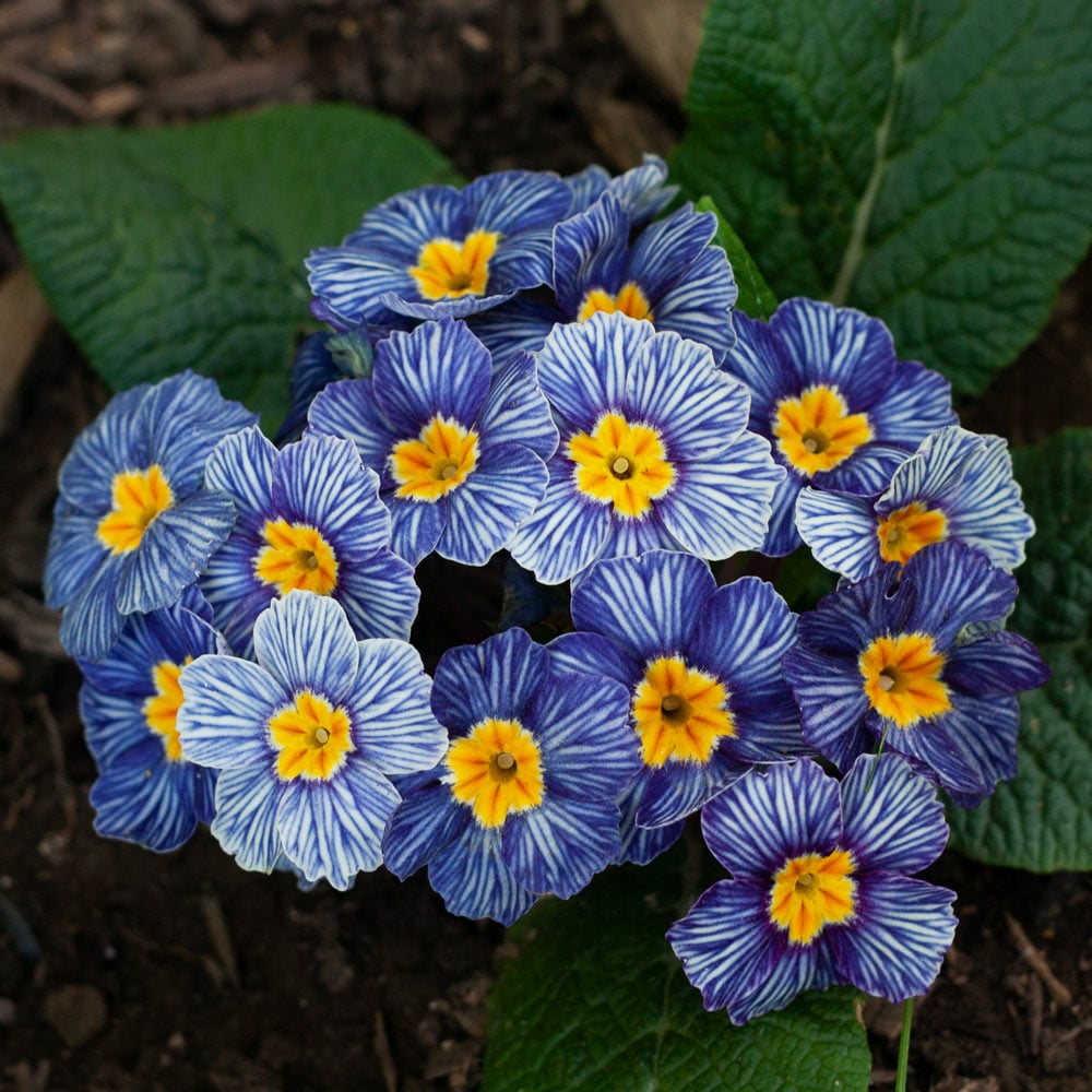 Primrose Seeds - Blue Zebra