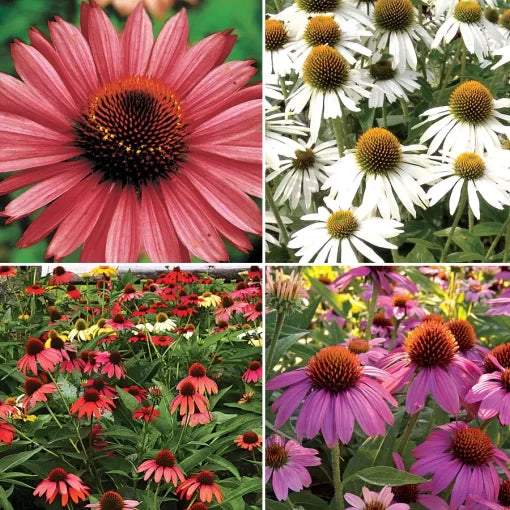 Coneflower Seeds Collection Mixed Hardy Echinacea Varieties High Germination Garden Seeds heirloom non-gmo seeds