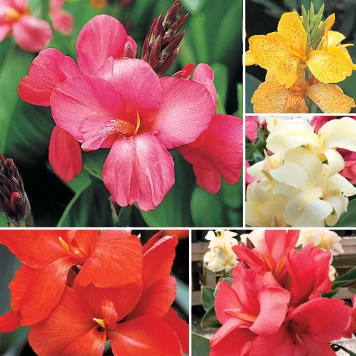 Tropical Canna Seeds Multicolor Tropical Canna Blend High Germination Garden Seeds heirloom non-gmo seeds