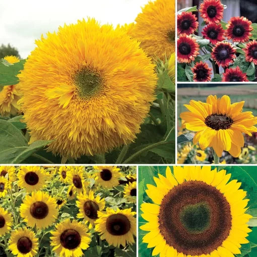 Favorite Sunflower Seed Collection Mixed Height Sunflower Assortment High Germination Garden Seeds Helianthus annuus heirloom non-gmo seeds