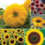 Favorite Sunflower Seed Collection Mixed Height Sunflower Assortment High Germination Garden Seeds Helianthus annuus heirloom non-gmo seeds