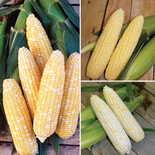 Mirai Corn Seed Collection Assorted Extra-Sweet Mirai Corn Varieties High Germination Garden Seeds heirloom non-gmo seeds