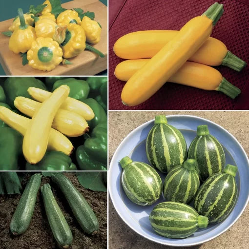 Our Best Squash Collection High Germination Garden Seeds heirloom non-gmo seeds