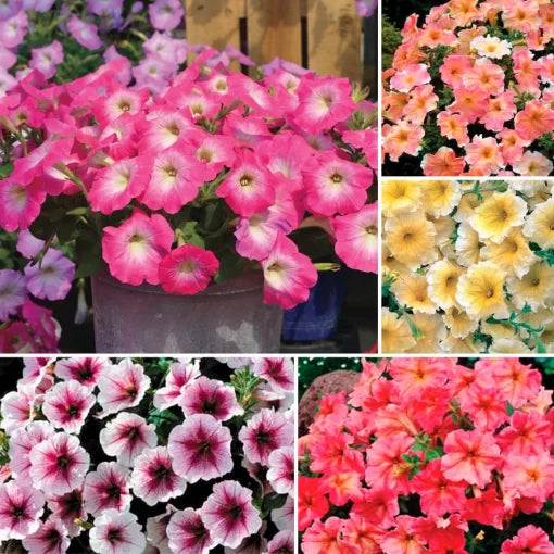 Pastel Petunia Collection Seeds Gentle Pastel Garden Petunia Assortment High Germination Garden Seeds heirloom non-gmo seeds