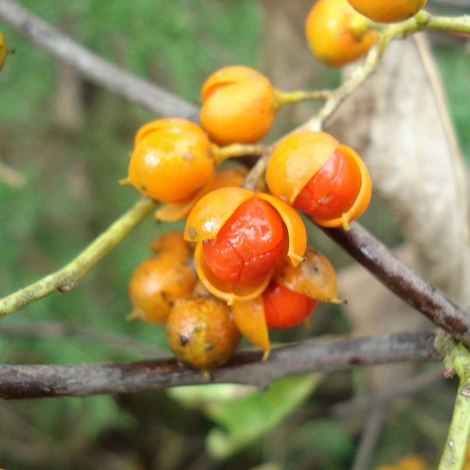 Celastrus Fruit Seeds for Growing Hardy and Ornamental Vines