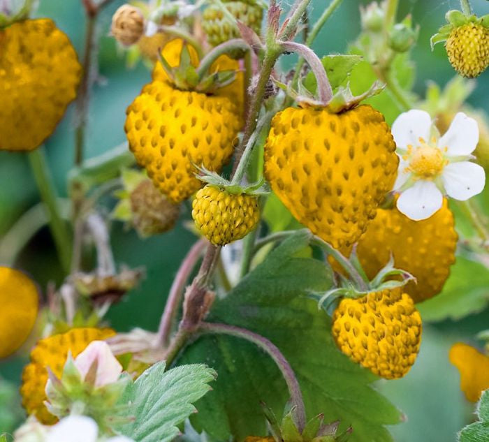 Orange Strawberry Fruit Seeds for Planting - Ideal for Growing Sweet and Juicy Strawberries