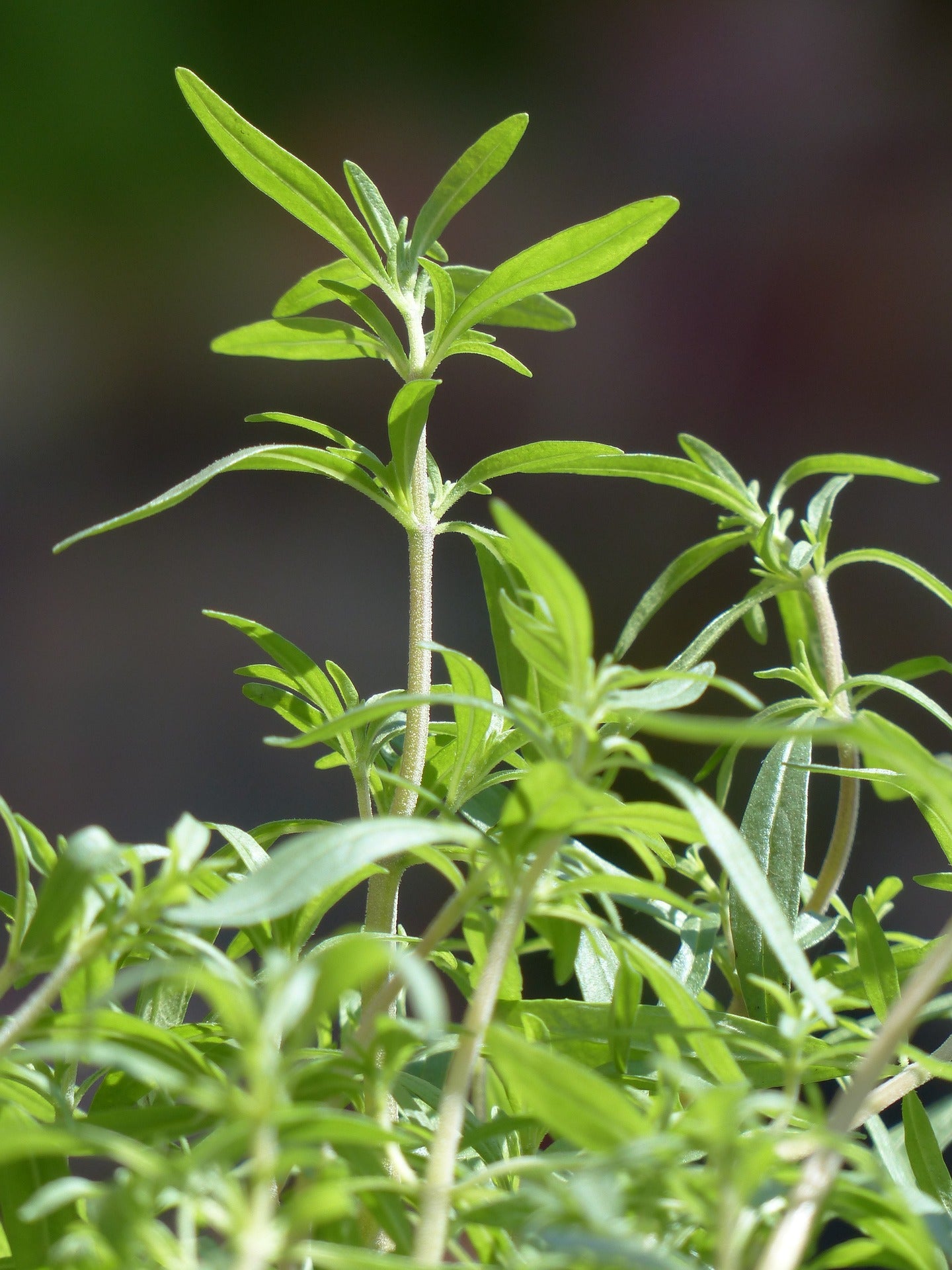 Compact Summer Savory