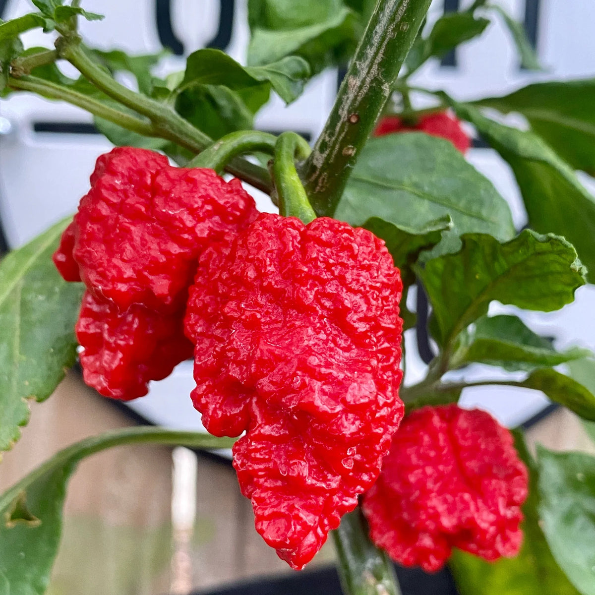 Dragons Breath Chili Pepper Seeds World Record Peppers Seed Vegetable – Heirloom, Non-GMO, High Germination Organic Garden Seeds