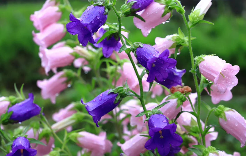 Campanula Canterbury Bell Double Flowering Seeds For Planting