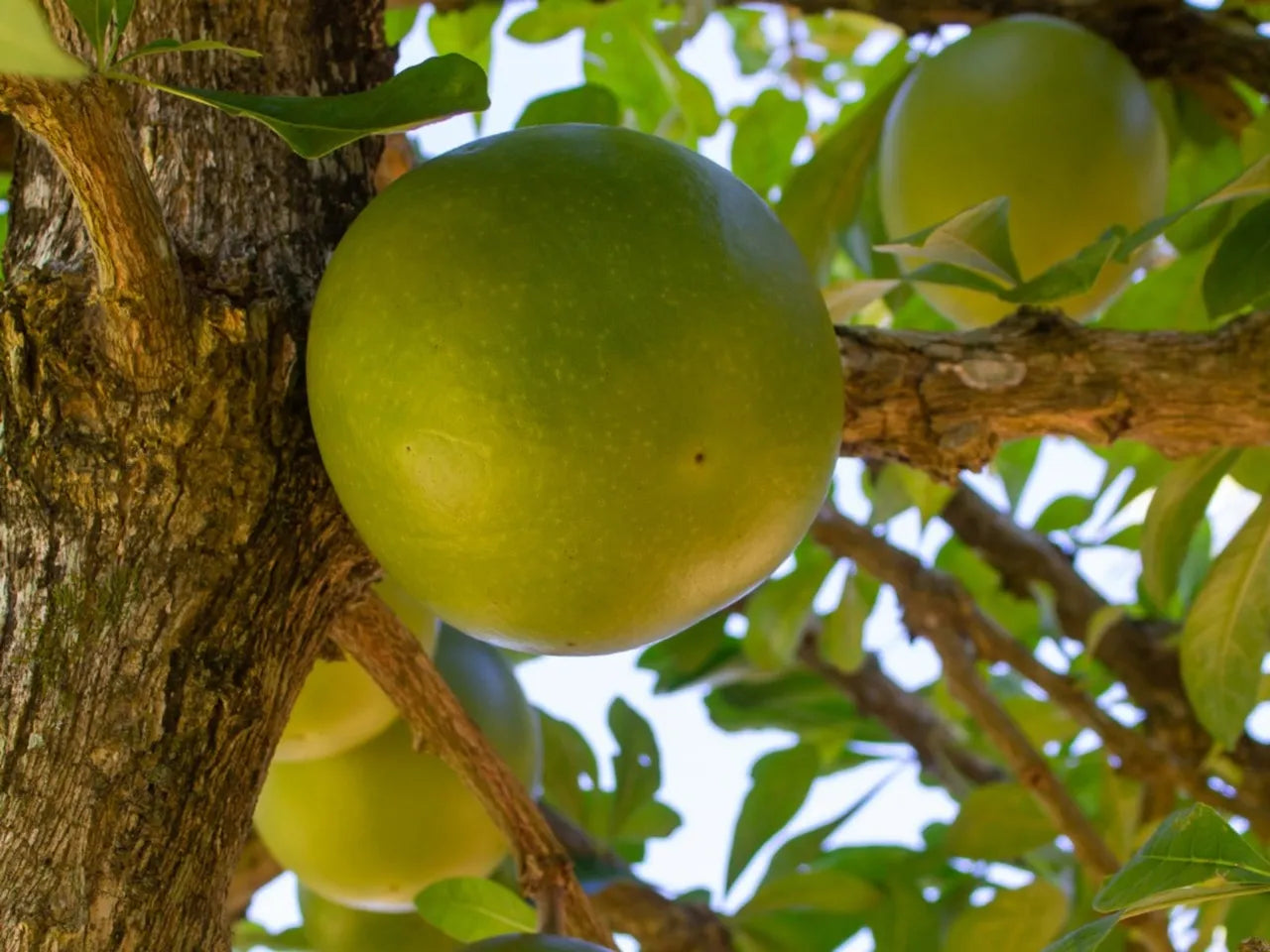 Calabash Tree Seeds (Crescentia cujete)