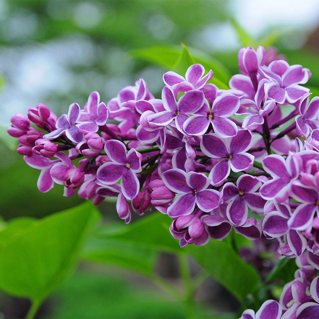 Lilli Syringa Linn Oleaceae Flower Seeds For Planting and Gardening