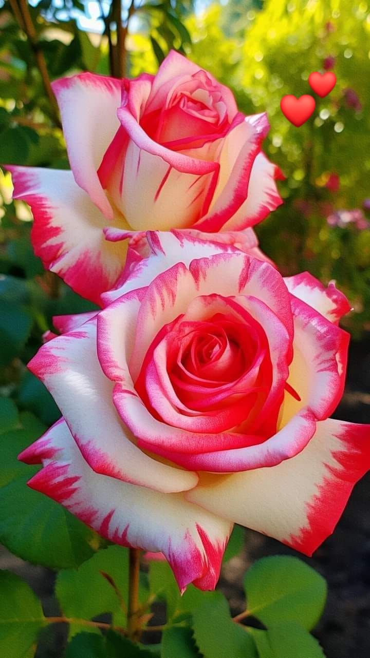 Pink White Stripe Rose Plant Seeds for Planting - Non-GMO Heirloom Garden Seeds for Home Growing