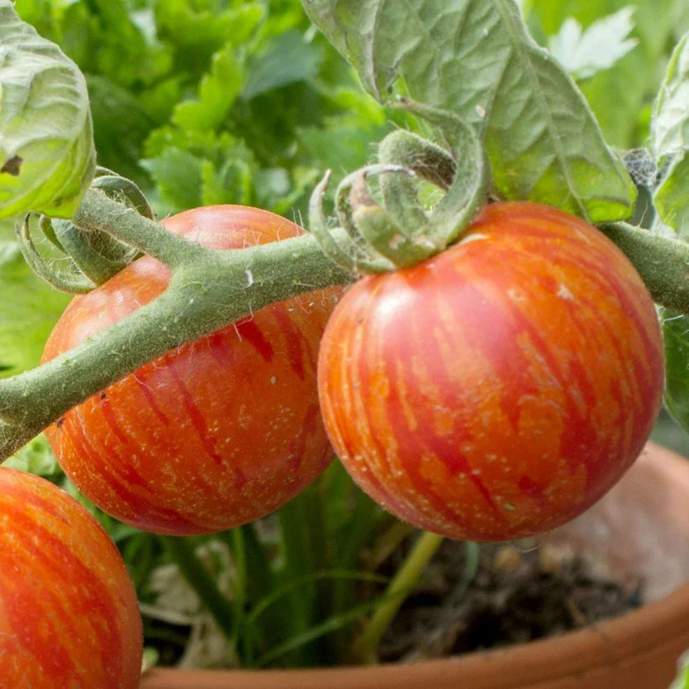 Tigerella Tomato Vegetable Seeds for Planting