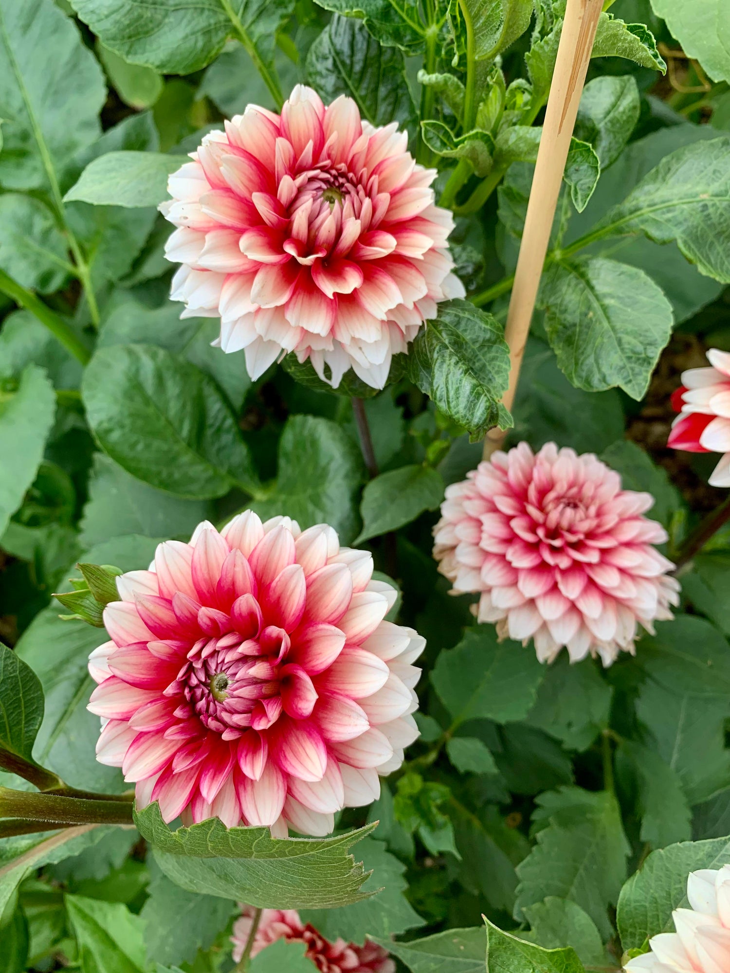 Red and White Dahlia Dahlia pinnata flower seeds for planting in backyard garden borders