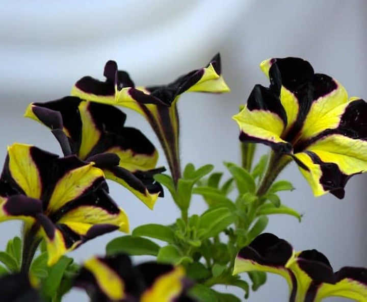Yellow Black Playmates Flower Seeds for Planting - 100