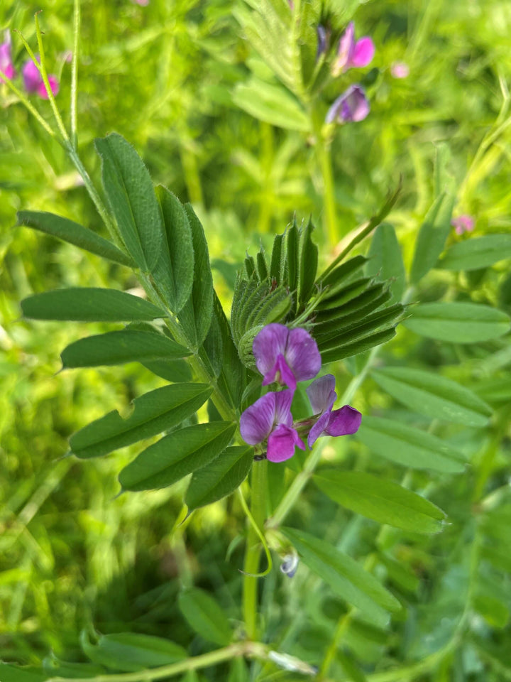 Purple Vetch Flower Seeds for Planting, Fresh, 100 pcs