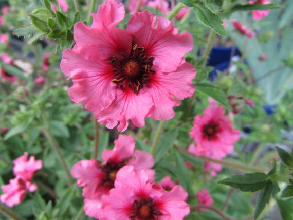 Pink Potentilla Nepalensis Flower Seeds for Planting - 100