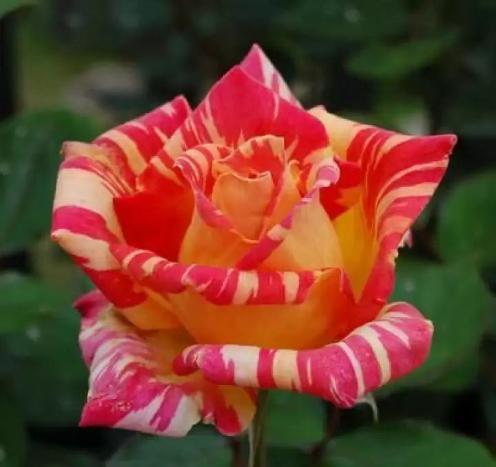 Cream Red Spirit Rose Plant Seeds for Planting - Non-GMO Heirloom Garden Seeds for Growing