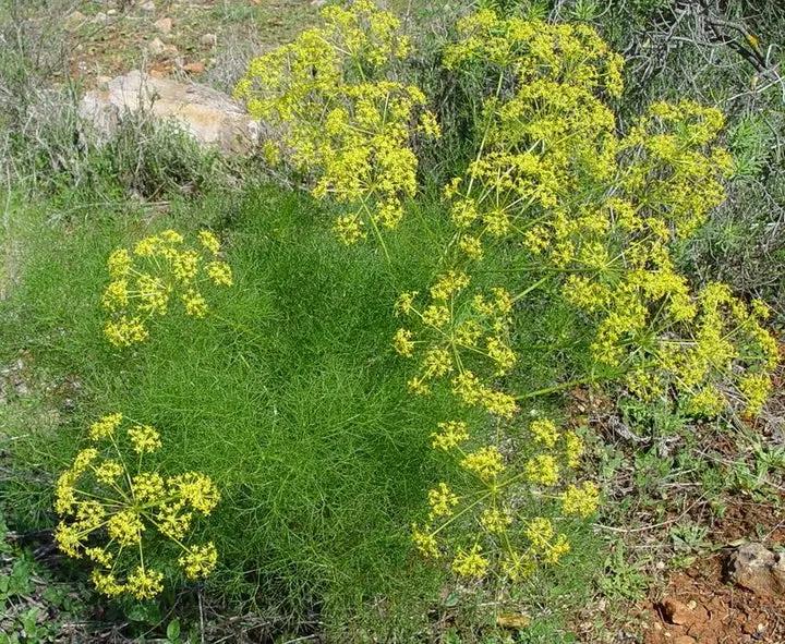 Fennel Flower Seeds for Planting - heirloom & Non-GMO Seeds Dhara Seeds