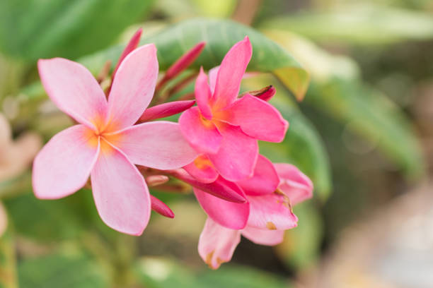 Light Pink Frangipani Flower Seeds – Heirloom Non-GMO Plumeria Seeds for Fragrant Tropical Gardens