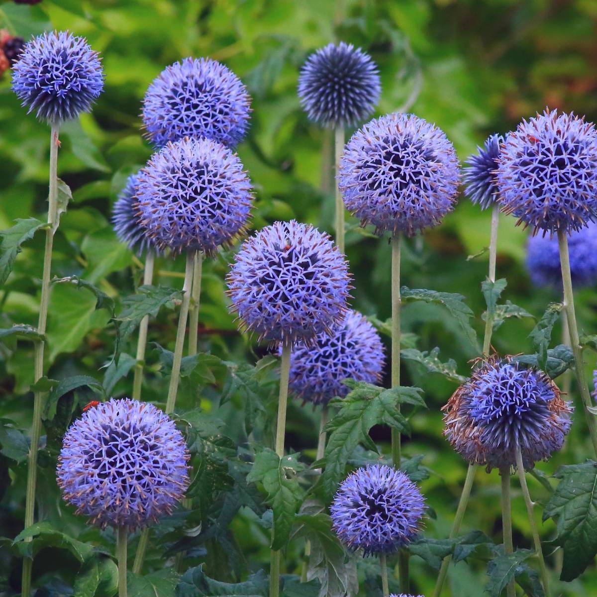 Echinops Ritro Flower Seeds – Heirloom, Non-GMO, Globe Thistle Blooms for Drought-Resistant Garden Planting