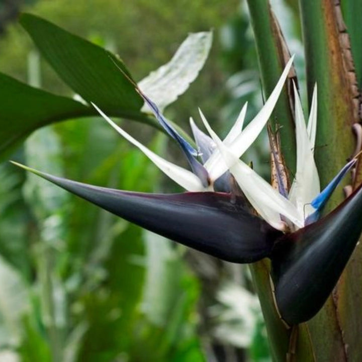 Strelitzia Flower Seeds for Planting, 100 pcs