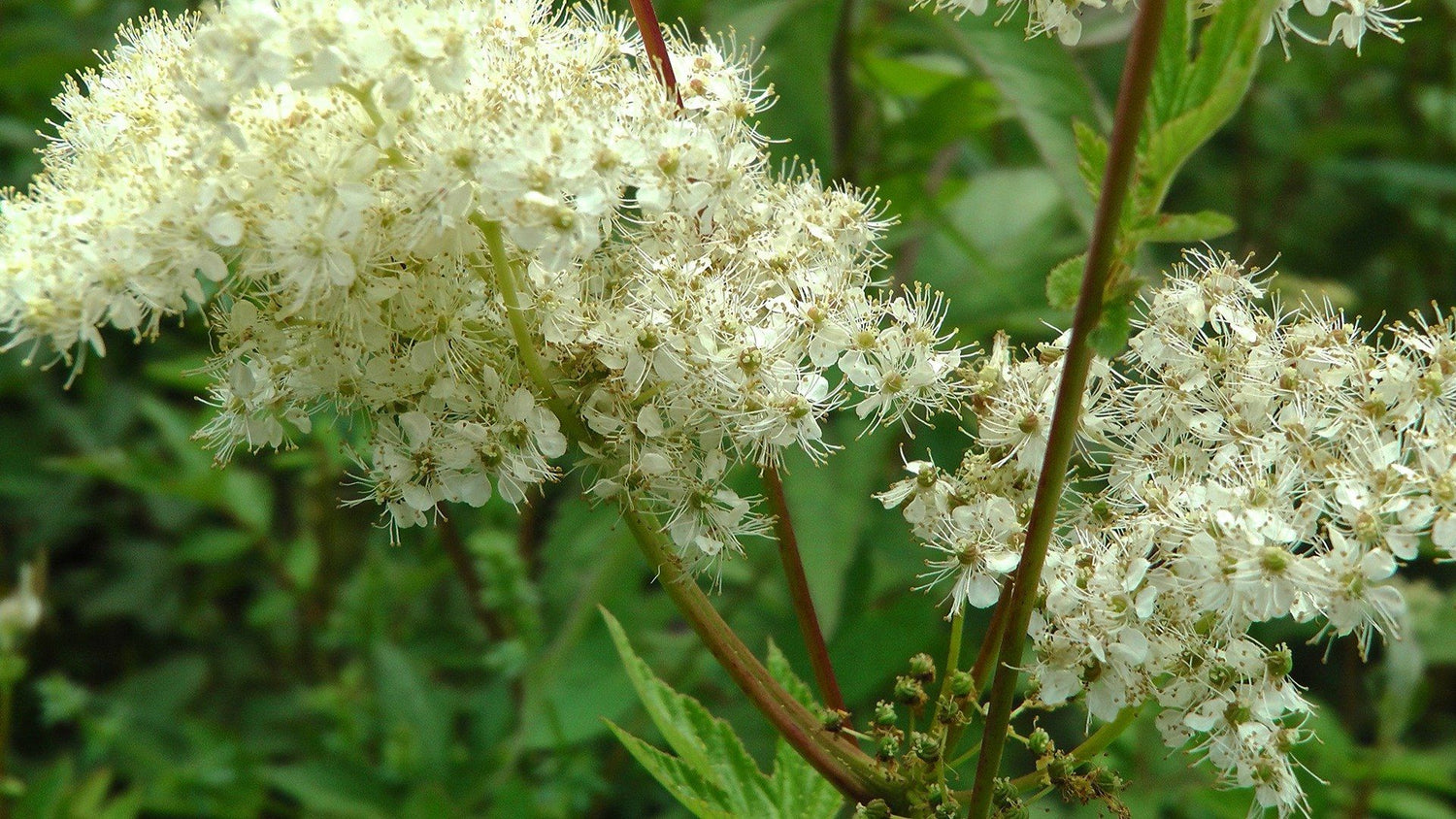 Meadowsweet