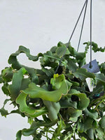 Green Epiphyllum Seeds for Planting - NON GMO Seeds Dhara Seeds
