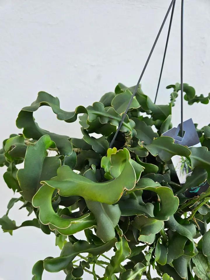 Green Epiphyllum Seeds for Planting - NON GMO Seeds Dhara Seeds