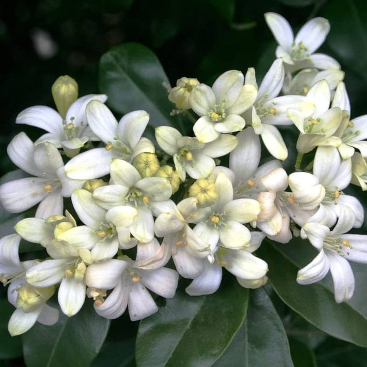 White Murraya Paniculata Seeds – Heirloom, Non-GMO Flower Seeds for Planting Fragrant Blooms