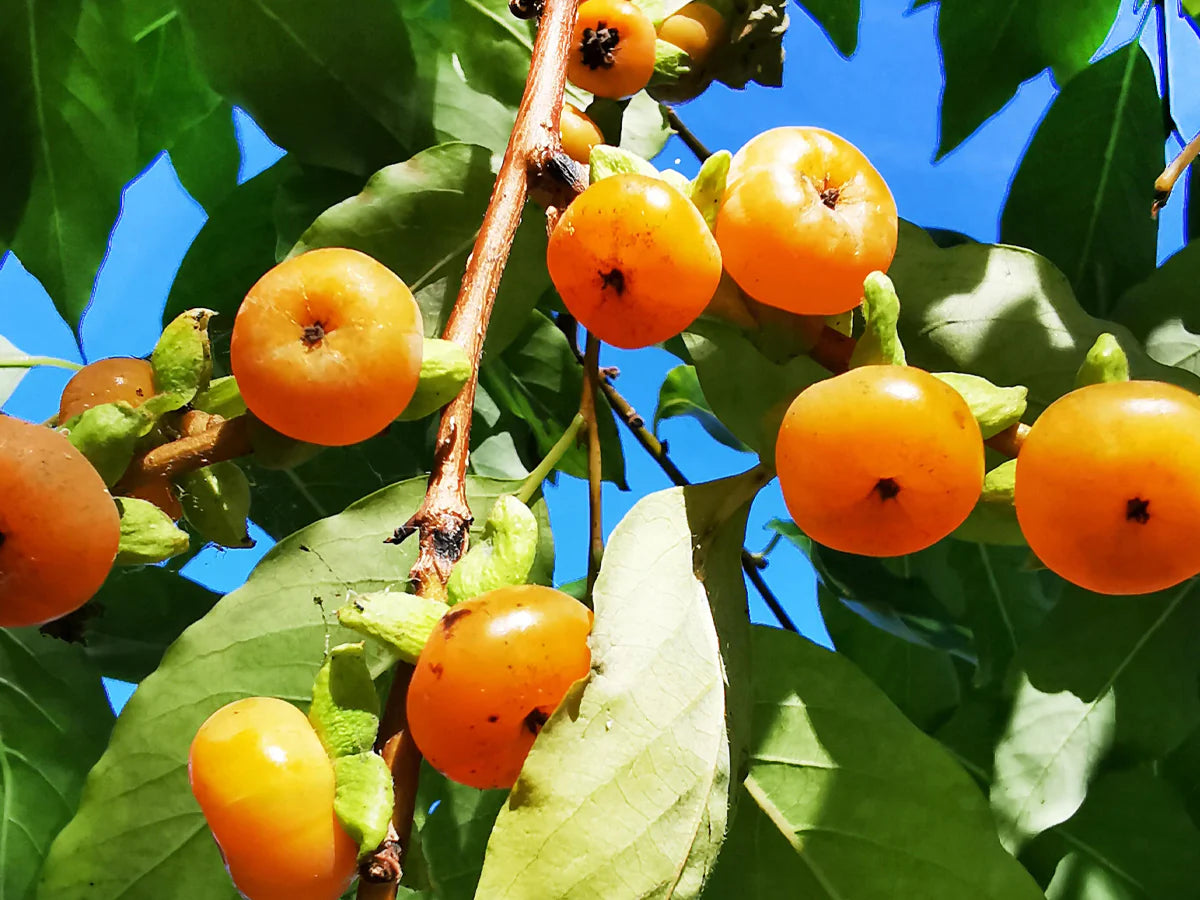 Date Plum Persimmon Fruit Tree Seeds for Planting and Cultivating Sweet and Delicious Persimmon Trees
