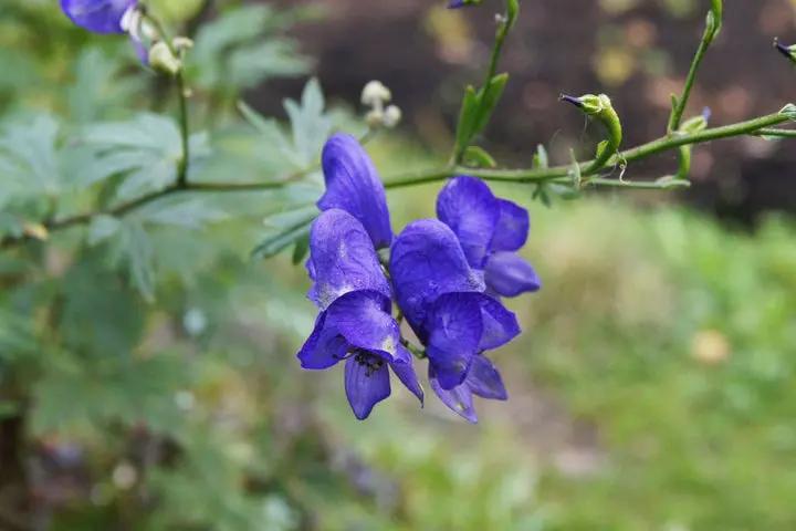 Heirloom Blue Aconitum Napellus Flower Seeds for Planting, Non-GMO Dhara Seeds