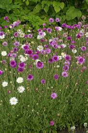 Xeranthemum Annuum Flower Seeds for Planting - 100