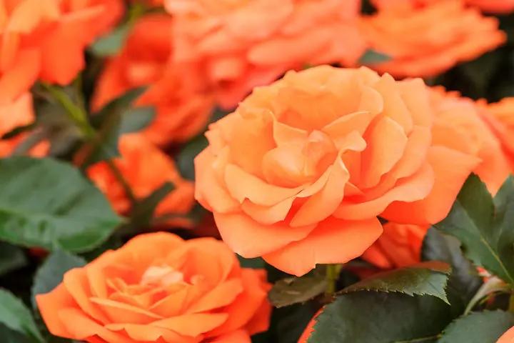 Orange Promise Rose Plant Seeds for Planting - Heirloom Non-GMO Garden Seeds for Growing Dhara Seeds