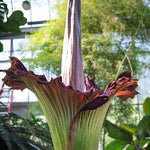 Heirloom Non-GMO Amorphophallus Flower Seeds for Rare and Exotic Garden Planting Dhara Seeds