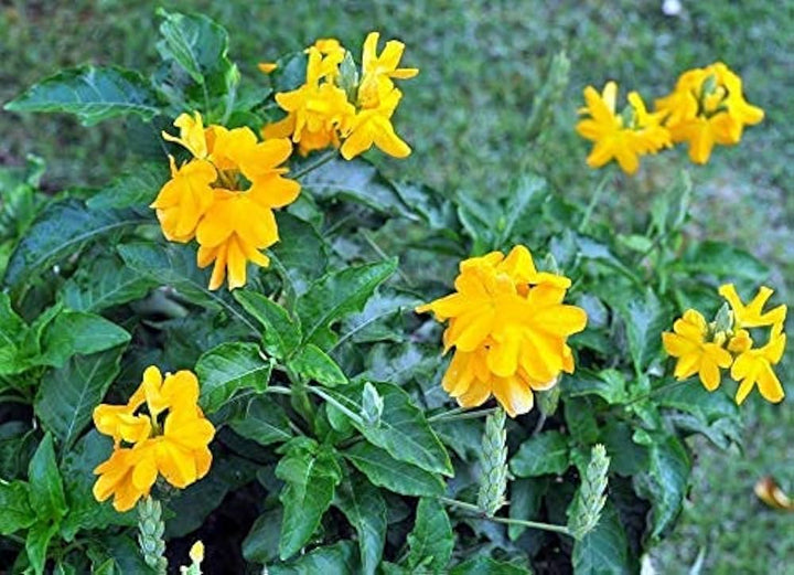 Yellow Crossandra Flower Seeds for Planting - 100
