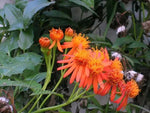 Confusus Mexico Flower Seeds for Planting - 100 Dhara Seeds