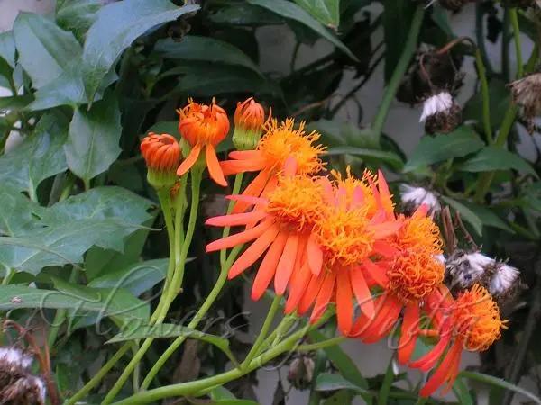 Confusus Mexico Flower Seeds for Planting - 100 Dhara Seeds