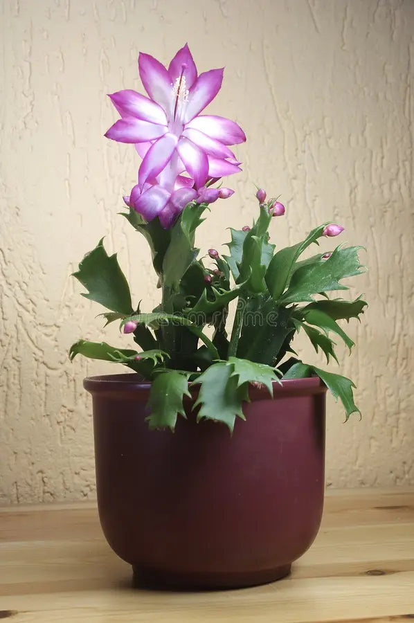 Violet Zygocactus Truncatus Flower Seeds for Planting - Non-GMO, Heirloom Garden Seeds