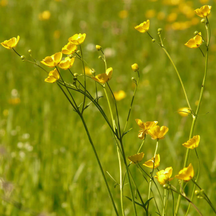Yellow Buttercup Flower Seeds for Planting, 100