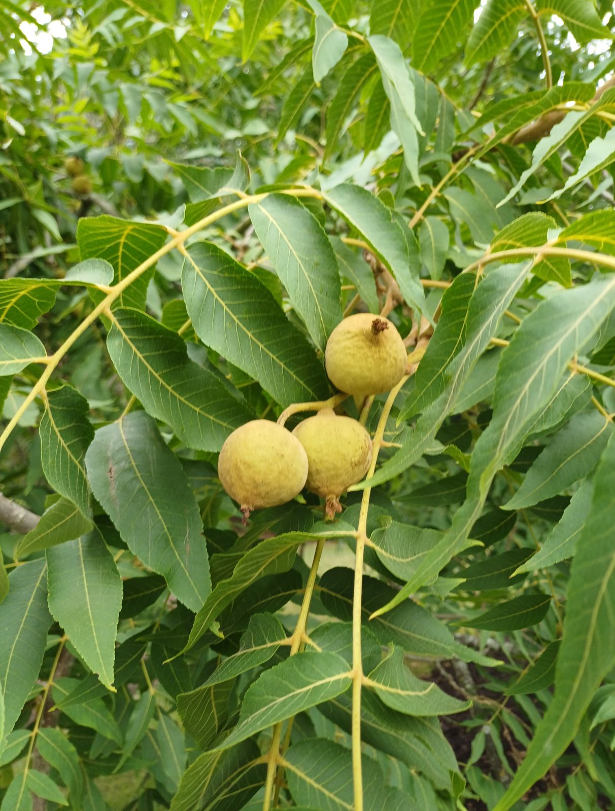 Juglans Hindsii Fruit Seeds for Growing Hardy Walnut Trees