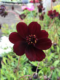 Marron Atrosanguineus Flower Seeds for Planting - 100